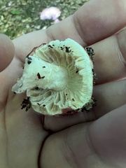 Hypomyces lateritius