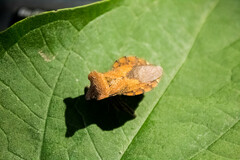 Piezogaster auriculatus