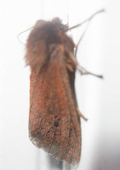 Phragmatobia assimilans