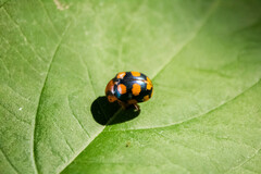 Platyphora mirabilis