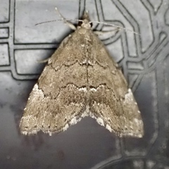 Cutina aluticolor