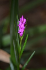 Isochilus carnosiflorus