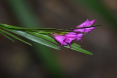 Isochilus carnosiflorus