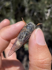 Massospora