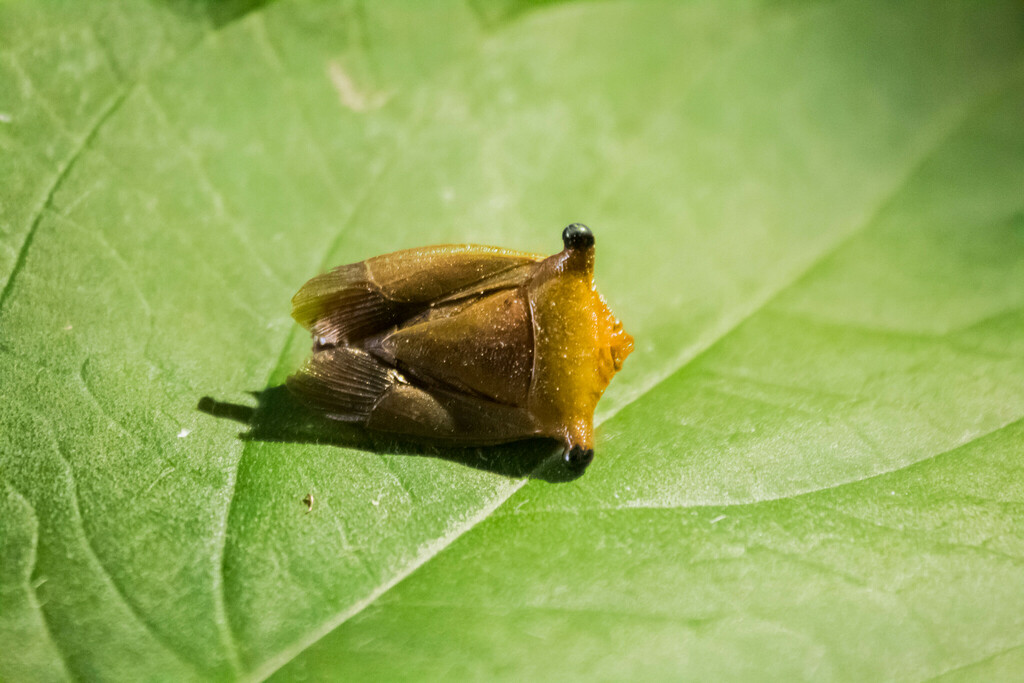 Peromatus robustus from Km. 6.5, Carr. Zona Arqueológica 