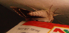 Catocala insolabilis