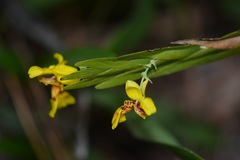 Lockhartia oerstedii