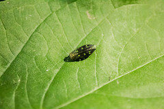 Chrysobothris capitata