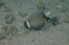 Novaculichthys