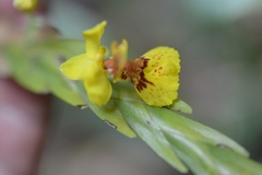 Lockhartia oerstedii