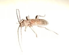 Trichoferus griseus
