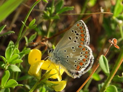Aricia artaxerxes