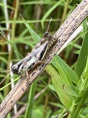 Melanoplus keeleri