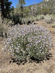 Penstemon fruticiformis