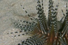 Echinothrix