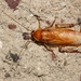 Turkestan Cockroach - Photo (c) James Bailey, some rights reserved (CC BY-NC), uploaded by James Bailey