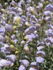 Penstemon fruticiformis