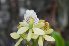 Prosthechea radiata