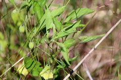 Physalis virginiana