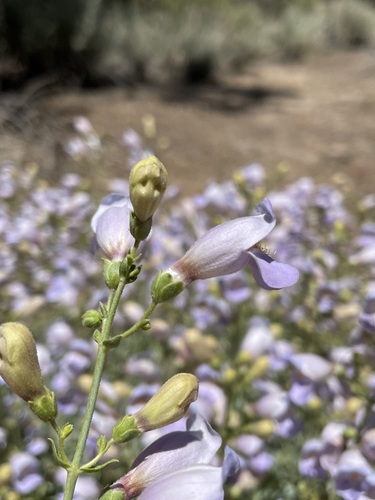 Image of Penstemon fruticiformis by (c) Matt Berger, some rights reserved (CC BY)