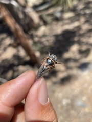 Platypedia putnami