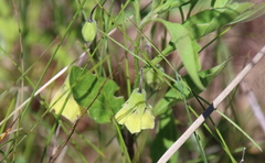 Physalis virginiana