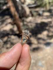 Platypedia putnami