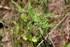 Physalis virginiana