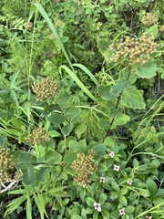 Spiraea stevenii