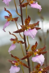 Rhynchostele bictoniensis