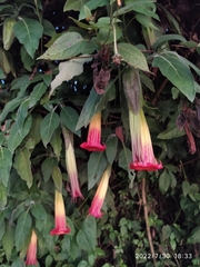 Brugmansia sanguinea