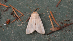 Mythimna oxygala