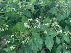 Hydrangea serrata
