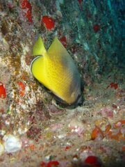 Chaetodon