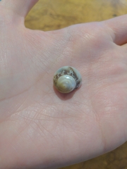 Agathistoma fasciatum