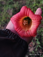 Brugmansia sanguinea