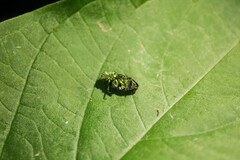 Chrysobothris capitata