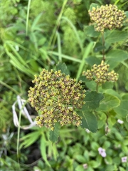 Spiraea stevenii