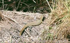 Varanus niloticus