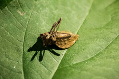 Piezogaster auriculatus