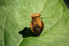 Piezogaster auriculatus