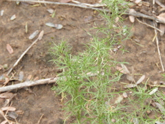 Baccharis ulicina