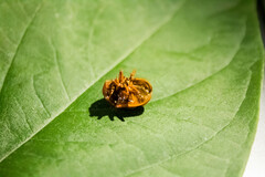 Platyphora mirabilis