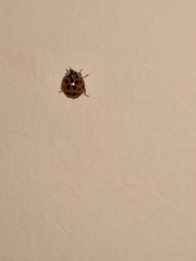 Harmonia axyridis