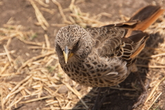 Histurgops ruficauda