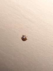 Harmonia axyridis