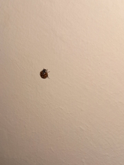 Harmonia axyridis
