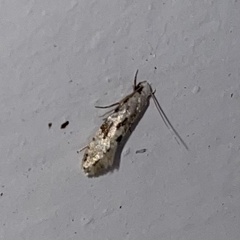 Nemapogon auropulvella