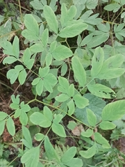 Corydalis scouleri