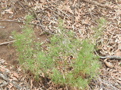 Baccharis ulicina